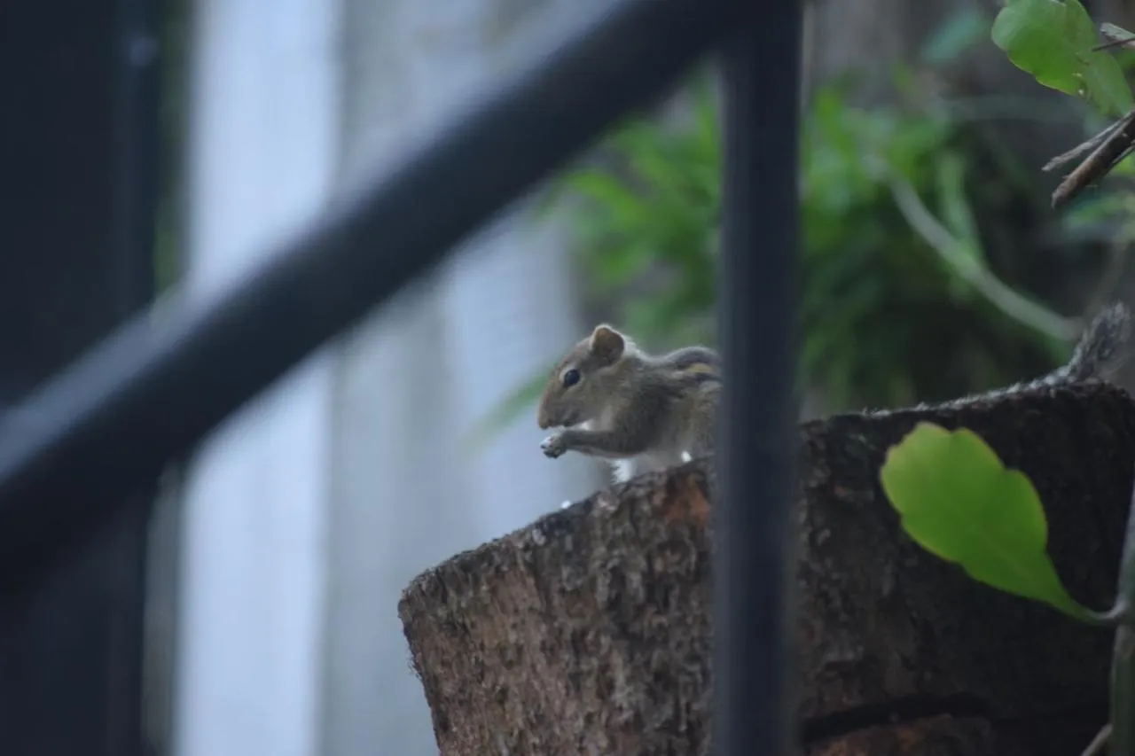 Calvin'S Villa Negombo